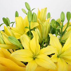 Alternative view of Majestic Bright Yellow Asiatic Lilies Bouquet Bunch