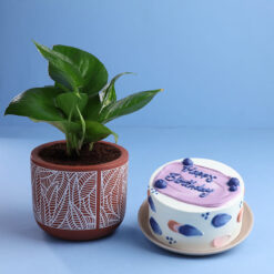 Terracotta Money Plant Chocolate Cake