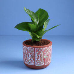 Alternative view of Terracotta Money Plant Chocolate Cake